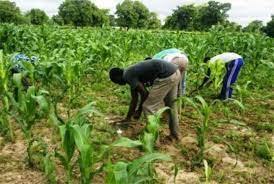 Campagne agricole 2022 à Sikasso : Le ministre du Développement rural et les acteurs se concertent