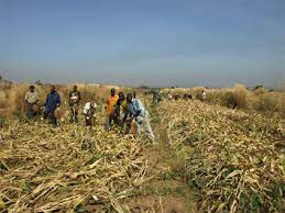 Agriculture : Journée portes ouvertes sur la filière sorgho