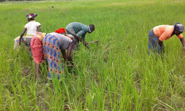 Riziculture : Le ministre du Développement rural a rencontré les exploitants agricoles des bassins de production