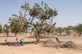 Changements climatiques : Une majorité des maliens déplorent l’aggravation des  sécheresses et des inondations