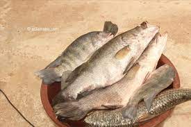 Agence de gestion du marché à poisson central de Bamako : Un niveau satisfaisant dans l’exécution du programme semestriel de 2023